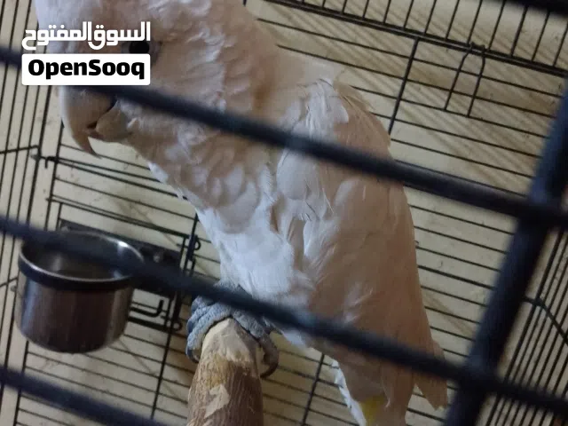 ببغاء كوكاتو