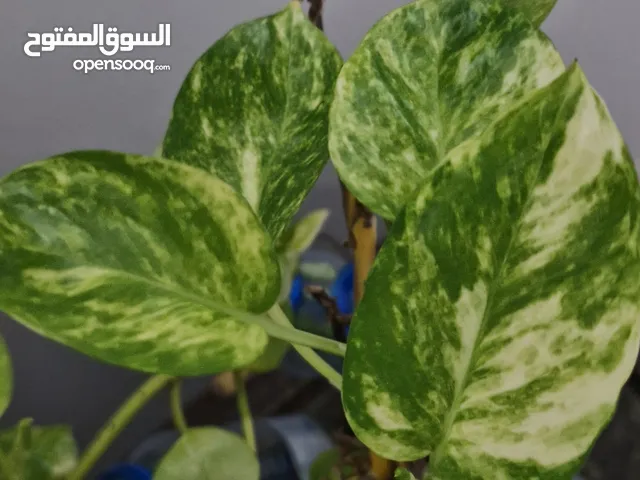 Variegated Pathos نبتة الباثوس بألوان جميله
