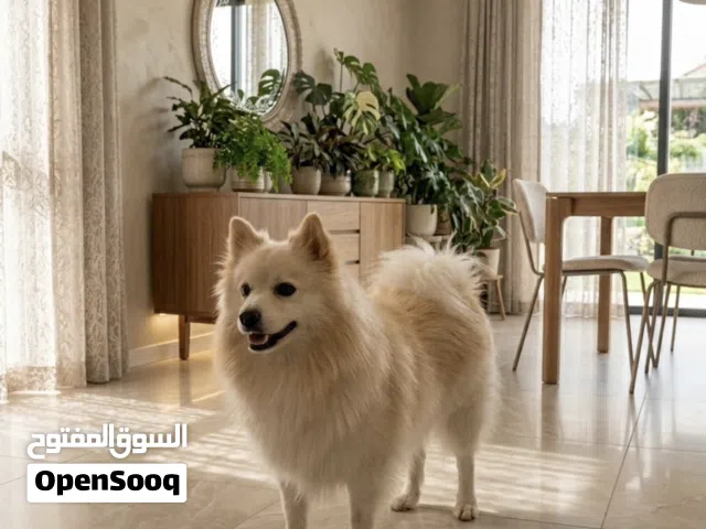 ذكر مكس Pomeranian vs Japanese spitz Mix
