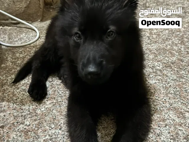 جيرمن شيبرد لونق هير بلاك للبيع