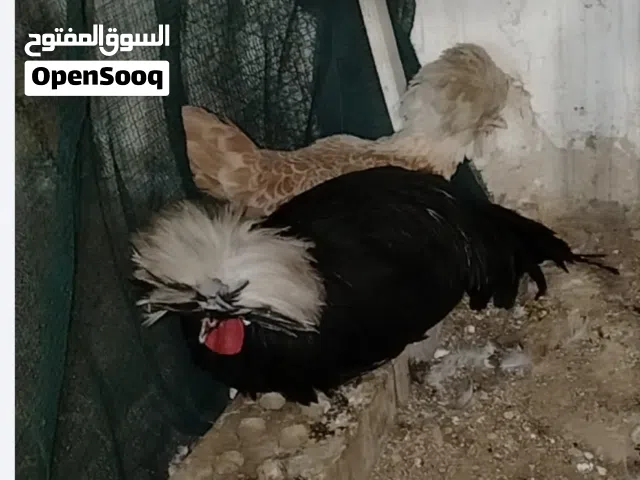 دجاج بالوني