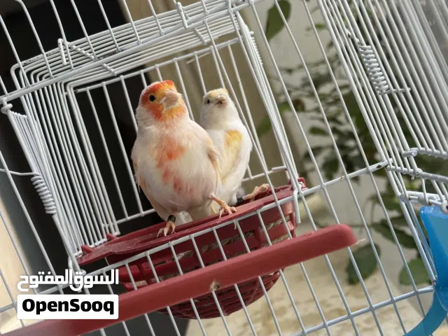 كوبيه موزيك مصوقره