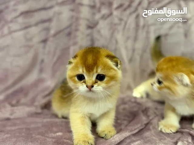 pure scottish fold golden kitten for sell healthy and playful