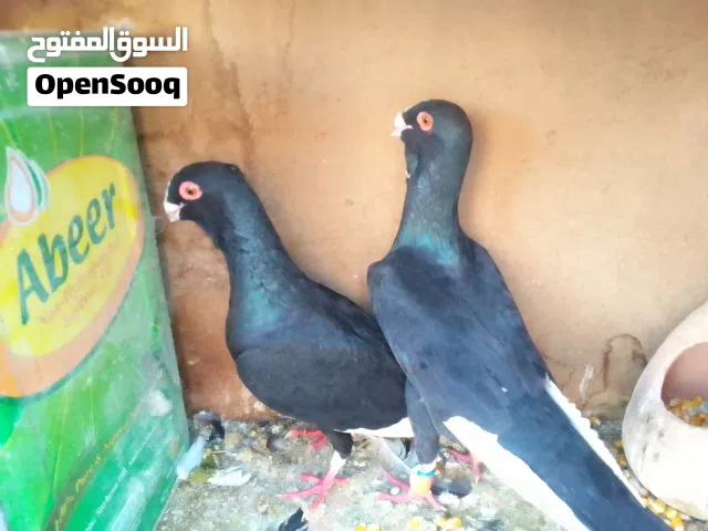 جواز للبيع