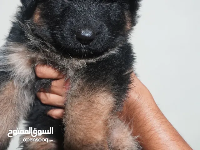 جيرمن شيبرد
