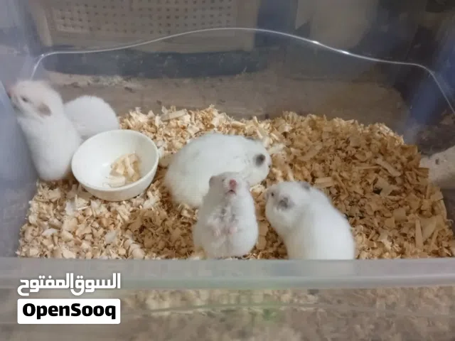 هامستر ابيض