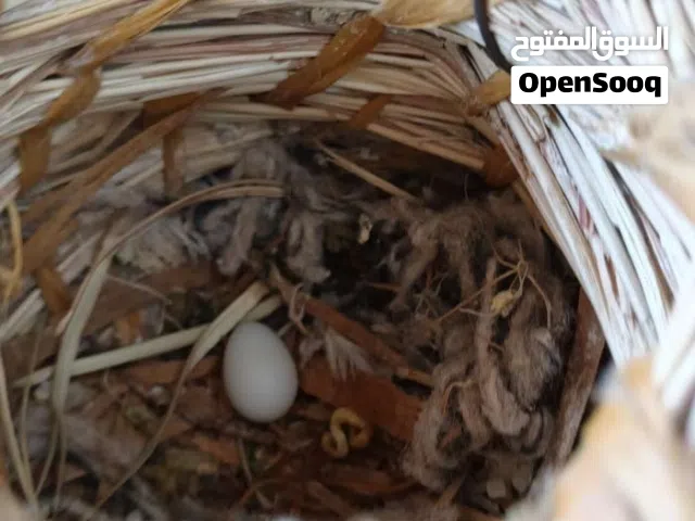 3ازواج يعني 6طيور فناجس