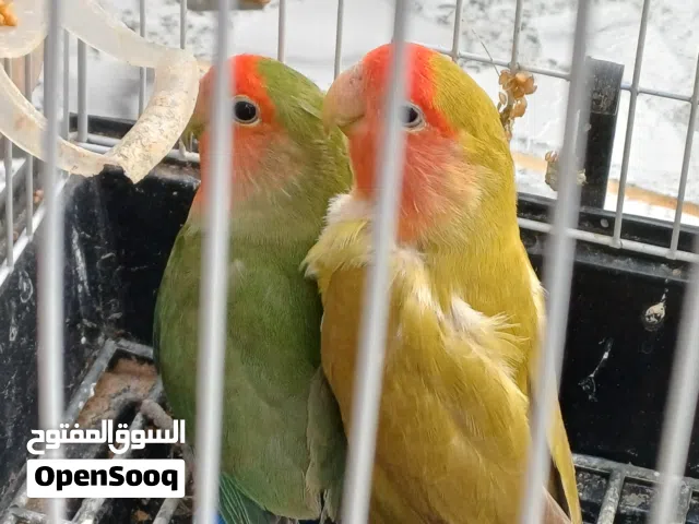 كوبيا بركاديلو