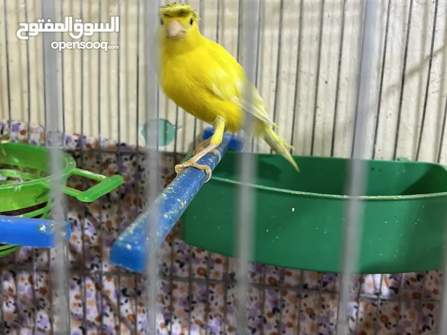 طيور كنار للبيع طيريه بيض والفحل الأصفر بسم الله ما شاء الله