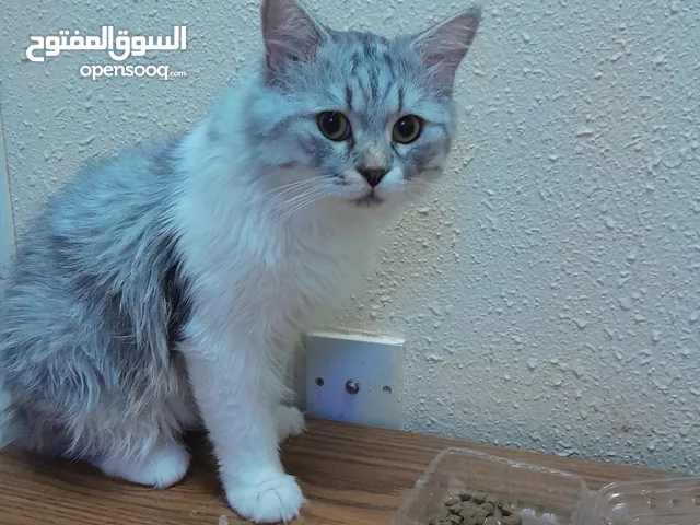 قط شيرازي للبيع هادئ لوحده وجميل ويصبح شرس للدفاع عن نفسه اذا رأى قط اخر