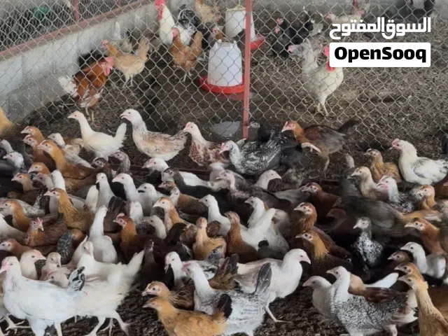 للبيع دواجن محلية بصحة عالية جداً عمر ثلاث شهور
