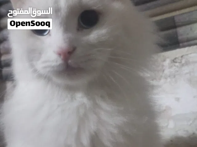 قطة  نضيفه وحلوه اللبيع