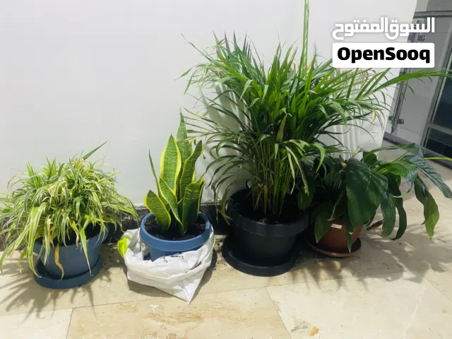 Oxygen producing Plants