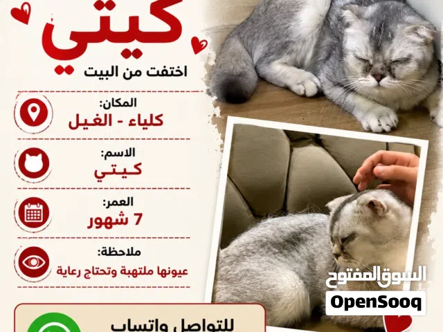 كيتي - مفقوده
