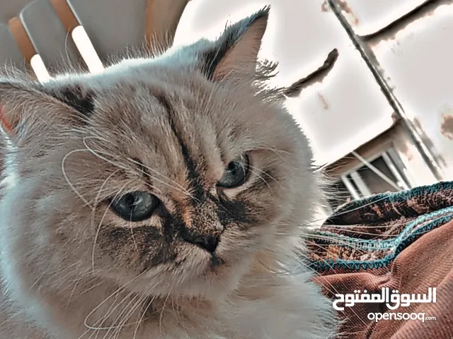 قطه للبيع على 50 دينار