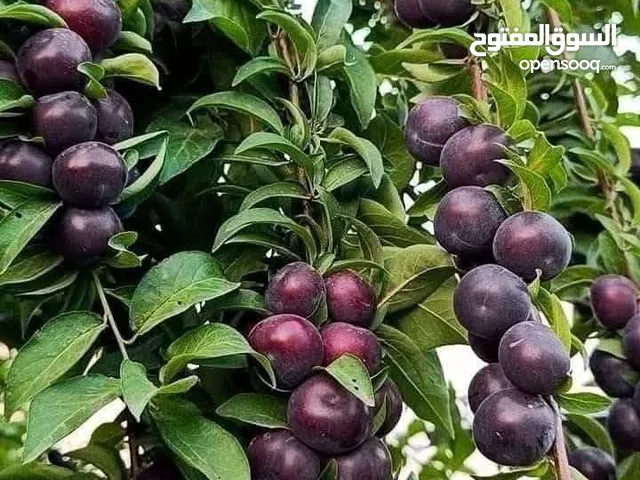 اقوى عروض بالمملكة يوجد #مختصين #لتقليم #ورش #الاشجار #وصيانه #الحدائق ع أ