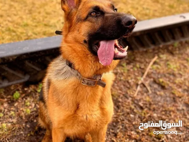 أنثى  جيرمن شرت هير