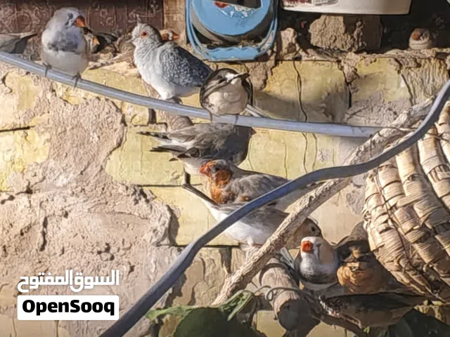 متاح  فناجس سوبر جانبو ومخاليف جاوه  وسمان ملكي  تقريبن الفناجس بيهن 15زوج