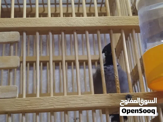بلبل فحل بصراوي اليف قفص