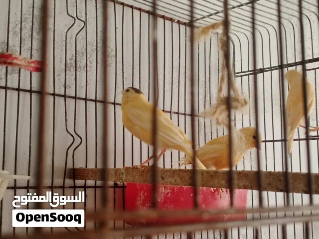 فراخ كنار اعمار شهرين