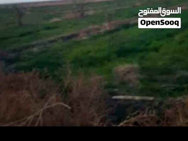Farm Land for Sale in Karbala Other