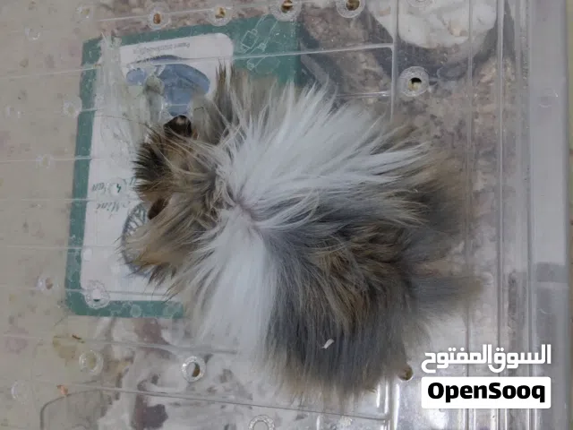هامستر سوري شوفو الوصف مهم