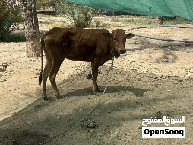 عجله عمانية للبيع