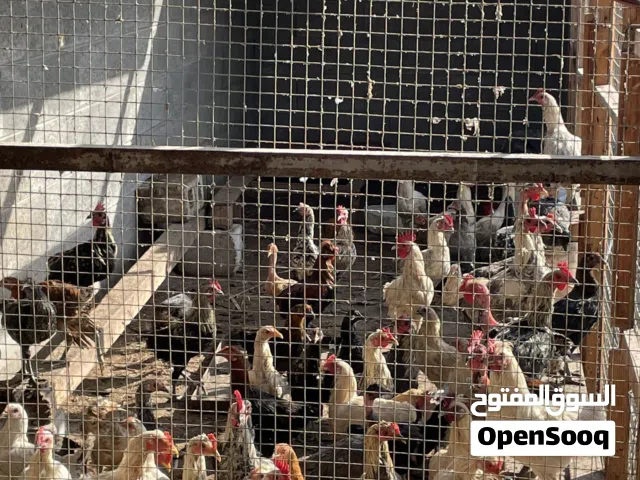للبيع دجاج بحريني الديج بدينارين و الدجاجه بدينارين و نص