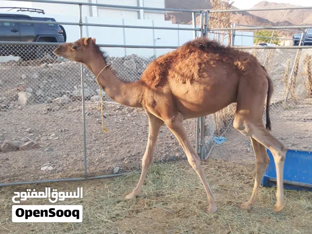 قعود والد سنه ثلاثة اشهر