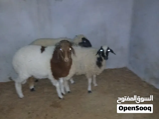 ربي يبارك وطني