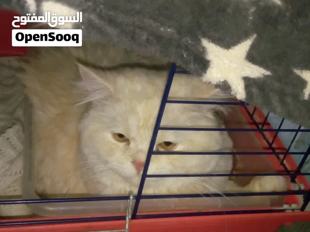 قط ذكر للتبني