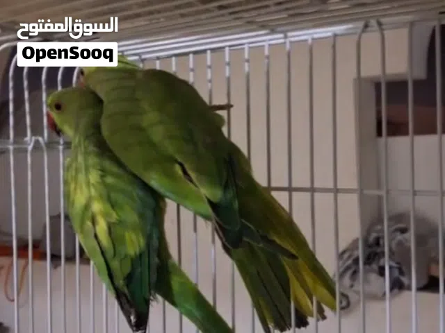 دره الوصف تحت