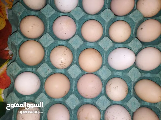 بيض عرب للبيع