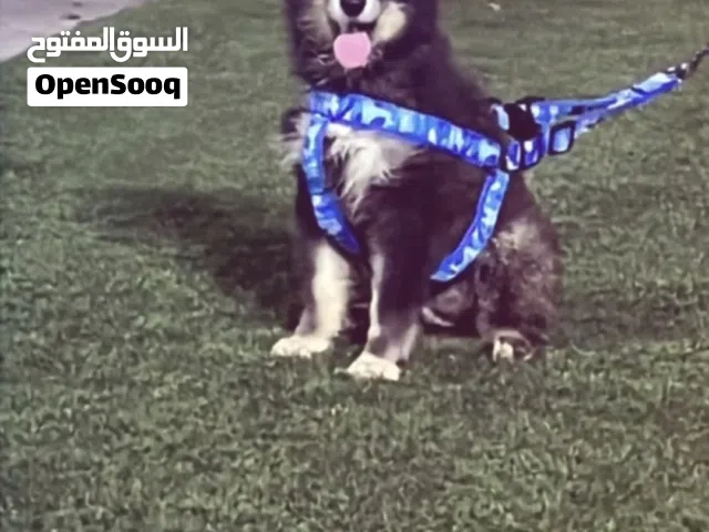 كلب هاسكي سيبيري ايود و ابيض الملب لعوب جدن و لا يعض صحته جيده
