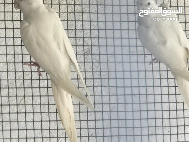 كوكتيل البينو ابيض تبزير عراقي شرط الانتاج