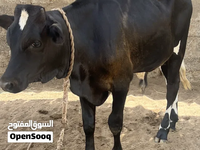 عيل للبيع نمساوي 450قابل للتفاوض
