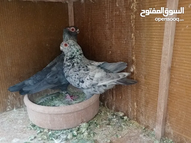 متاح جواز ماكينة شغل مع قنون وفحول كش
