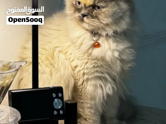 قطه هملايا بيور للبيع مع جميع مستلزماتها 40 ريال قابل للتفاوض .