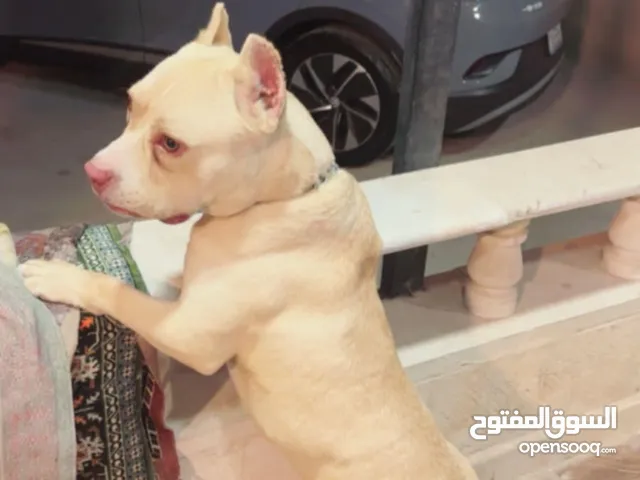بيتبول إصطف اميركان بولي مستوى عالي