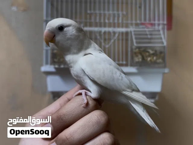 للبيع لاف بيرد البينو اليف