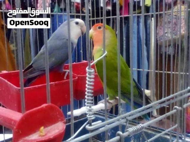 عصافير روز للبيع
