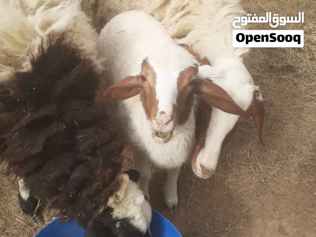 ثنية عشرة تحتها فطيمة عمرها شهرين وبركوسة عشرة ثلاثة شهور