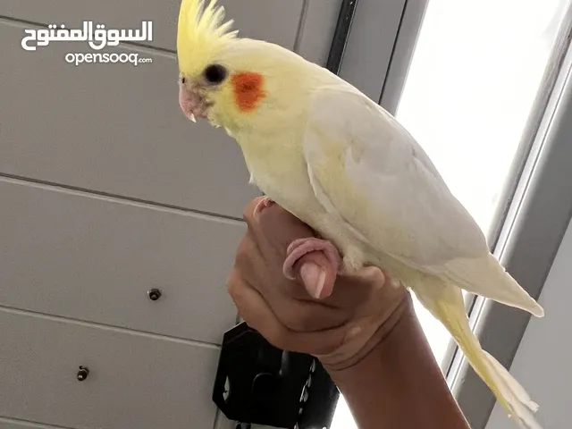 كوكتيل لاتيني عين حمرا داكنه فل ترويض