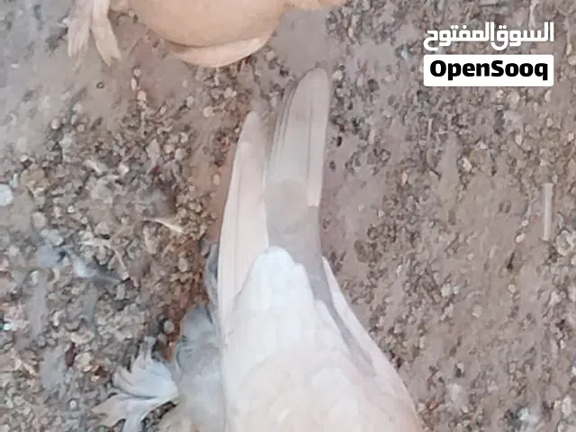 زوج ارافل حب الرمان