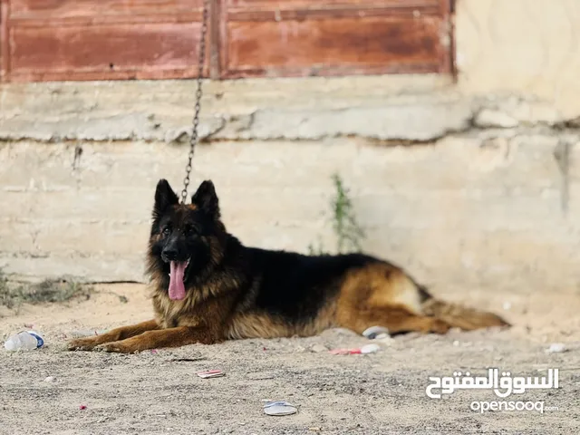 ذكر لونق هير. موصفات ربي يبارك فحل