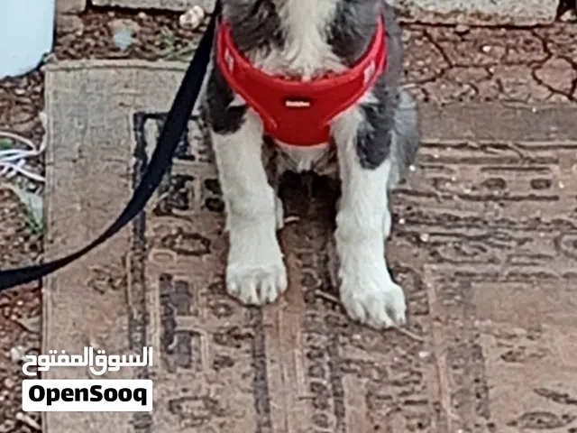 انثى هاسكي للبيع اول للبلد عل عصافير بنفس القيمه