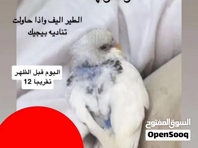 طير بادجي ضاايع !!!!