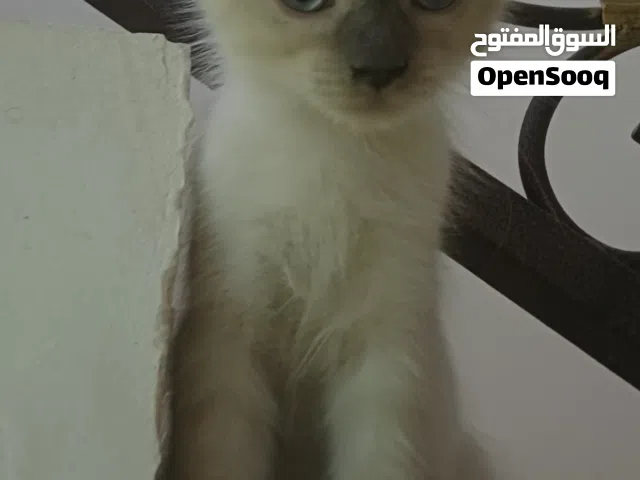 قط هملايا للبيع