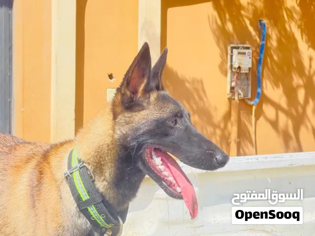 كلب مينوا للبيع