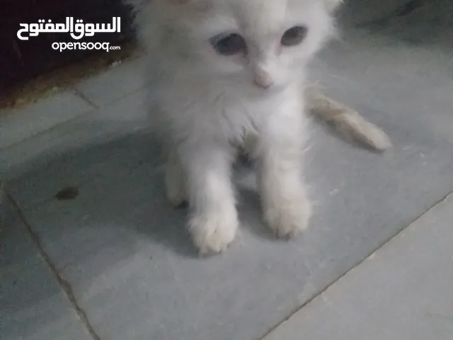 بسس اللون ابيض لون عينها لون بلون ازرق واصفر للبيع